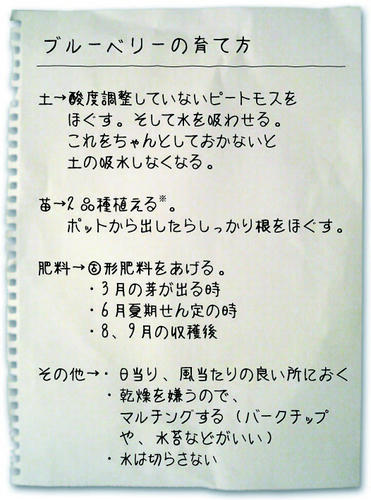 ブルーベリー育て方