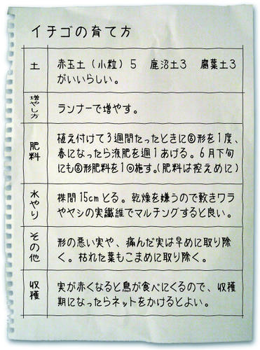 イチゴ育て方