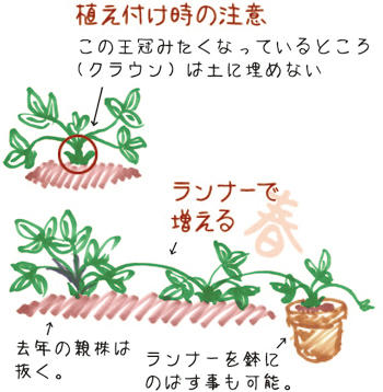 イチゴの育て方 チャッピーのベランダ菜園