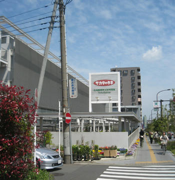 ミニトマト栽培