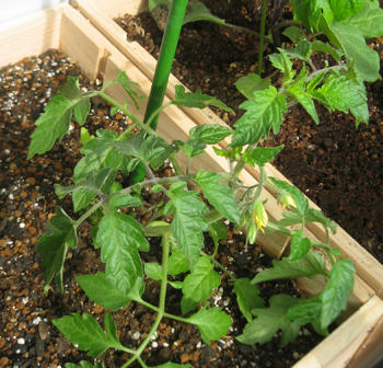 ミニトマトアイコ栽培