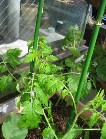 ミニトマトアイコ栽培