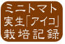 ミニトマト栽培