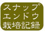 スナップエンドウ栽培