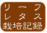 リーフレタス栽培