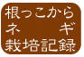 ネギ栽培