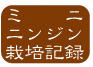 ミニニンジン栽培