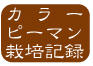 カラーピーマン栽培
