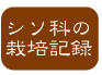 シソ栽培