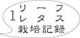 リーフレタス1