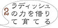 ミニニンジン2