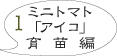 ミニトマト栽培1