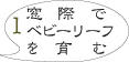 ベビーリーフ栽培1