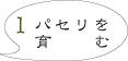 パセリ栽培1