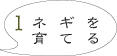 ネギ栽培1