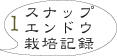 スナップエンドウ栽培1