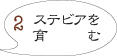 ステビア栽培1