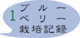 ブルーベリー1