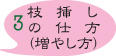 ブルーベリーの枝挿し