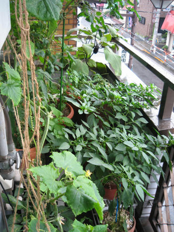 節約ベランダ菜園