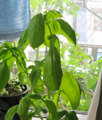 節約ベランダ菜園