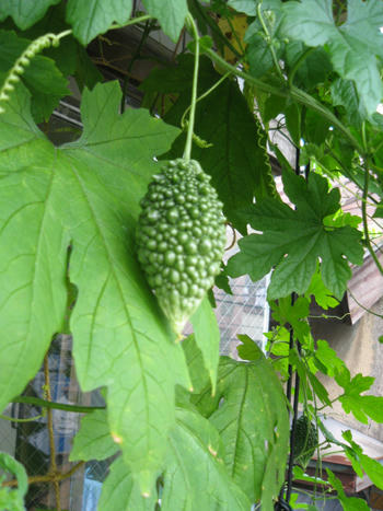 節約ベランダ菜園