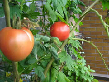 節約ベランダ菜園