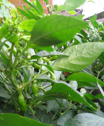 節約ベランダ菜園