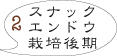スナックエンドウ栽培　画像2