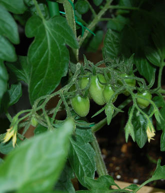 ミニトマト　アイコ栽培