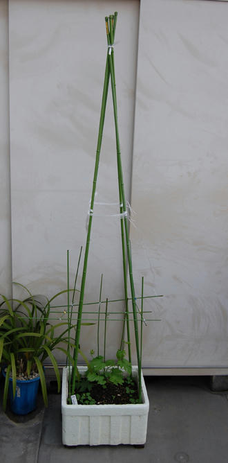 屋上菜園