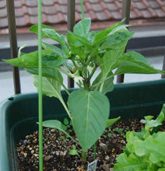 屋上菜園