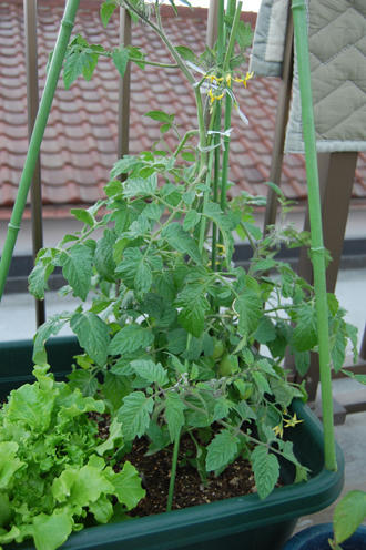 屋上菜園