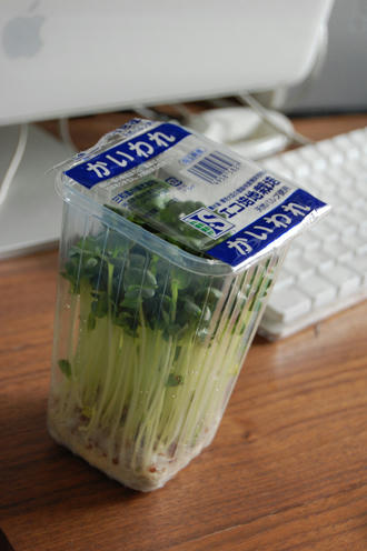 カイワレ栽培