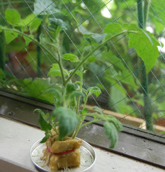 ミニトマト　アイコ栽培