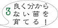 良く分からない苗