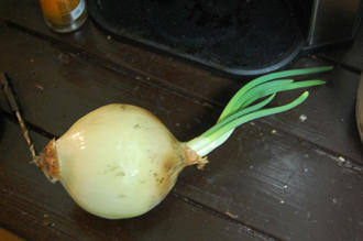 芽の出たタマネギを育ててみる チャッピーのベランダ菜園