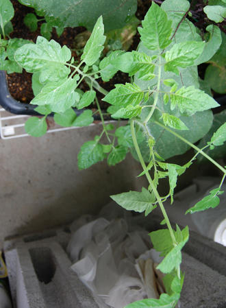 ベランダ菜園