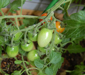 ミニトマト　アイコ　栽培