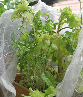 レタスミックス　ミズナ　ベランダ菜園