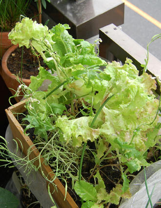 レタスミックス　ミズナ　ベランダ菜園