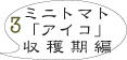 トマト栽培3