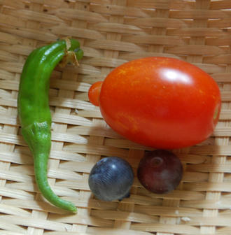 ブルーベリー　ベランダ菜園　収穫