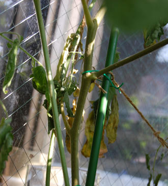 ミニトマト　アイコ　ベランダ菜園