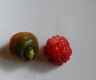 ミニニンジン　ベランダ菜園