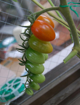 ミニトマト　アイコ　ベランダ菜園