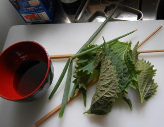 シソ栽培　ベランダ菜園