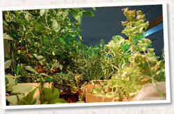 チャッピーのワンルームベランダ菜園