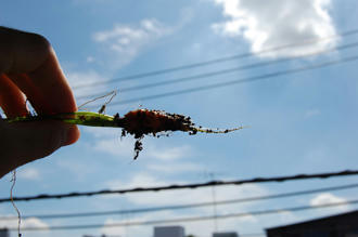  ベランダ菜園 ミニニンジン