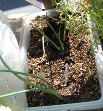  ベランダ菜園 細ネギ